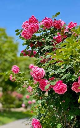 \"IMG_281\"